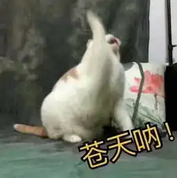  20张搞笑表情包,填充你的斗图库