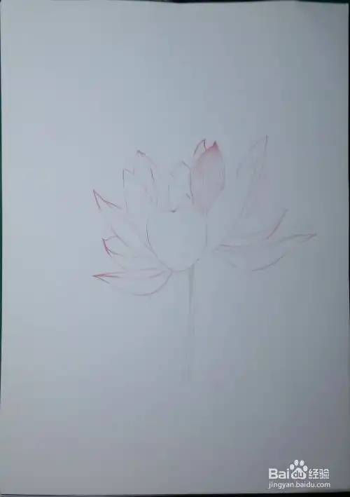  第一次画彩铅荷花