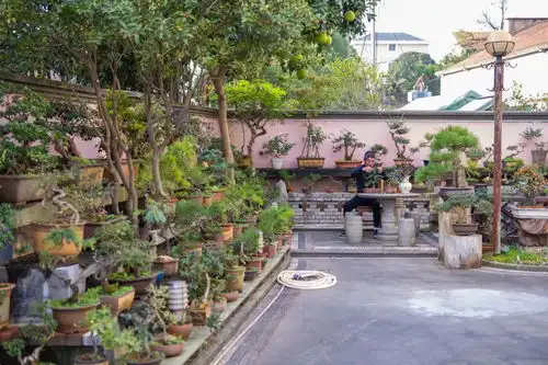 嵊州农村美丽庭院图片网络爆红,羡煞网友  嵊州农村美丽庭院图片网络爆红,羡煞网友