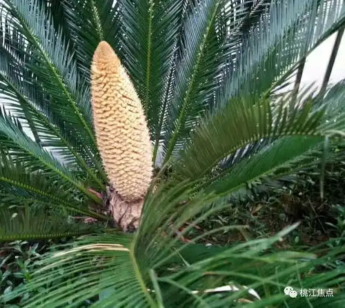奇闻千年一遇桃江老乡种的铁树开花花朵十分罕见 奇闻千年一遇桃江老乡种的铁树开花花朵十分罕见