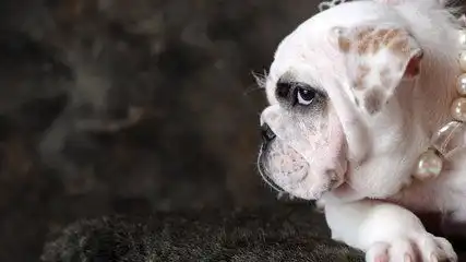  狗丢了,还丢了什么