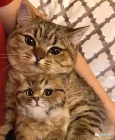  搞笑喵星人图片小集锦,猫咪真是太逗了