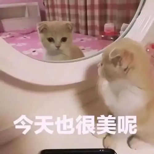  壁纸头像超可爱搞笑猫咪表情包