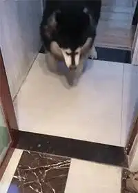 着急搞笑图片小狗