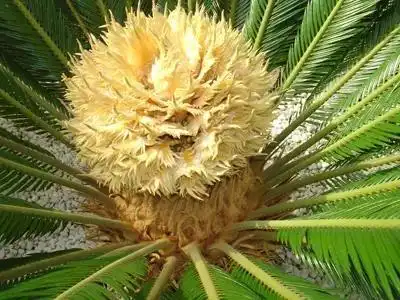  图片欣赏,铁树开花发芽,好美呀,吉祥如意