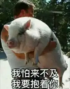 猪图片大全搞笑可爱伊比