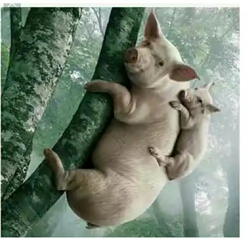 猪图片大全搞笑可爱功夫