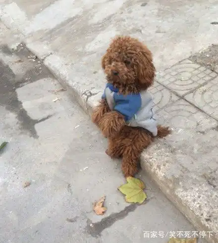 搞笑图片幽默段子笑话哥们,你就这样把第一名拱手让人了