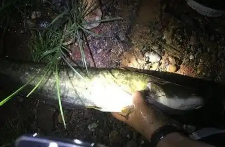  晚上钓大鲶鱼,四种专门对付鲶鱼的绝招随你选