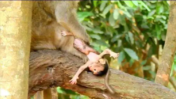 母猴坐在树上分娩,小猴子一出生就从树上摔下来,镜头拍下这一幕  母猴坐在树上分娩,小猴子一出生就从树上摔下来,镜头拍下这一幕