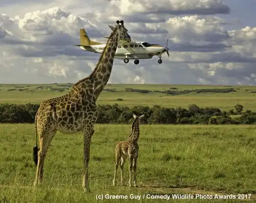 笑到停不下来2017搞笑野生动物摄影大赛精彩作品赏  笑到停不下来2017搞笑野生动物摄影大赛精彩作品赏