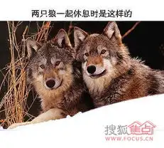  哈士奇与狼的区别,笑死我了
