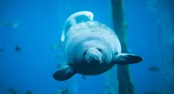 搞笑图片网站哪个好海牛