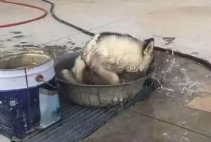  哈士奇总是犯糊涂,一发烧就跳进冷水降温,主人一看既好笑又心疼