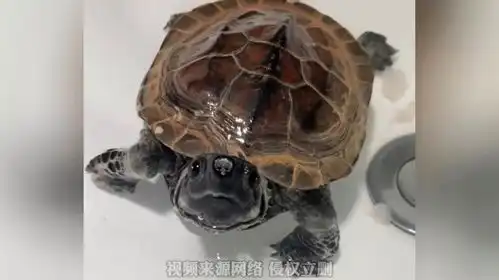  它竟然向我喷水,为什么你们的乌龟这么好玩