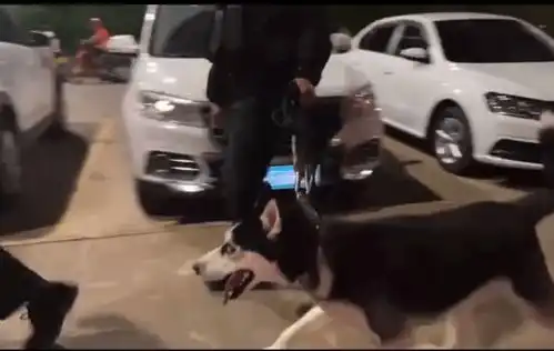  哈士奇警犬巡逻满脸不情愿,训导员它平时只搞宣传,不抓人