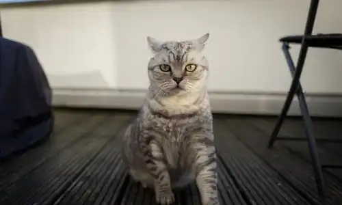 萌猫上演越狱行动,你当真主人不知道  萌猫上演越狱行动,你当真主人不知道