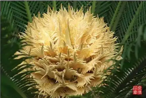  此花1000年才开稀世罕见