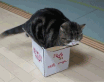 猫咪无聊的时候最喜欢做的十一件事  猫咪无聊的时候最喜欢做的十一件事