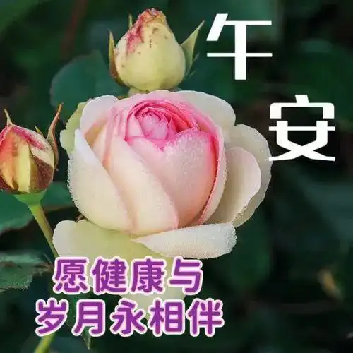  中午好图片大全,中午好表情,中午好祝福,愿你今天心情美好