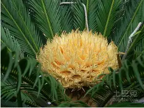 苏铁开花铁树花开似宝塔美好寓意福临门 苏铁开花铁树花开似宝塔美好寓意福临门