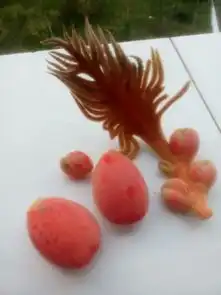 铁树开花图片搞笑开花