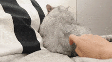  网友晚了起床,家里的猫就会发出这样的灵魂拷问