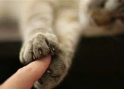  被家养猫抓伤了,要不要打预防针