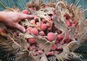 湖北宜昌铁树结果如鸟巢引路人采摘 湖北宜昌铁树结果如鸟巢引路人采摘