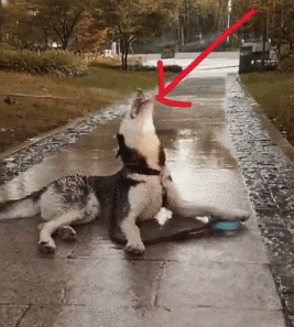  哈士奇开心是什么样子今日头条