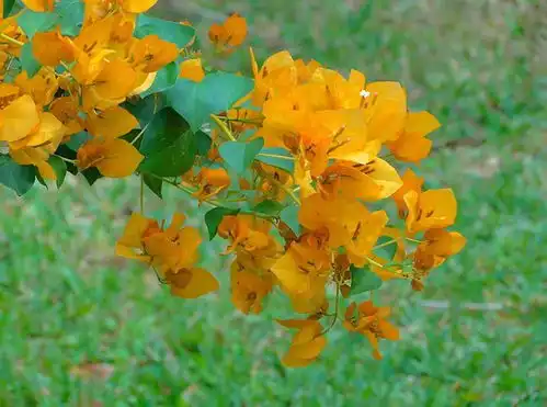 花开315天,可做门框当花墙,家乡却将它称作贫穷花,小瞧了 花开315天,可做门框当花墙,家乡却将它称作贫穷花,小瞧了