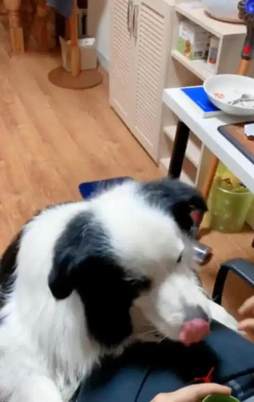  主人拿空气逗边境牧羊犬,边牧你在搞笑吗当我是哈士奇吗