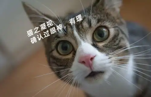 哈哈喵开黑的表情包小猫