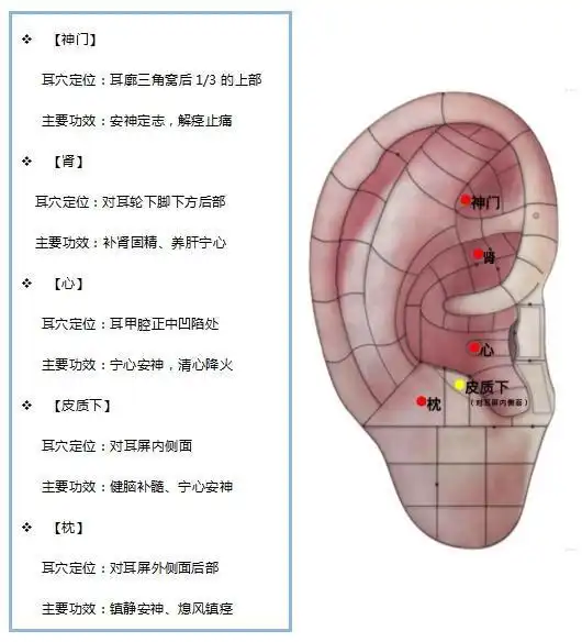  耳穴调理睡眠藏在耳朵里的助眠开关