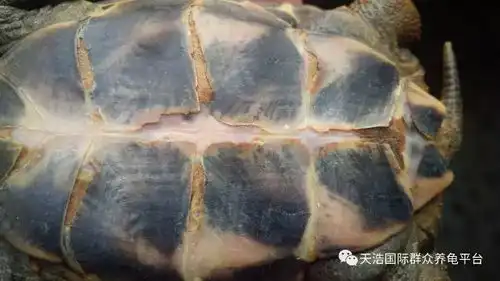  别说山竹疯狂,先看看你的龟龟还健康的活着吗新手学堂台风版