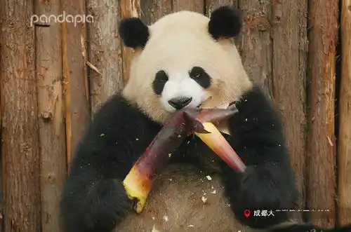  滚滚日常没有什么事情是看大熊猫不能解决的,如果有,那就多看两眼