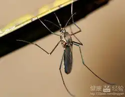  夏天怎么驱蚊