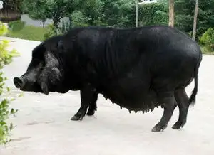 莱芜黑猪的介绍