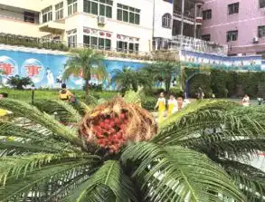  铁树生出一窝凤凰蛋