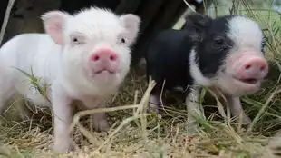 五猪上将  五猪上将