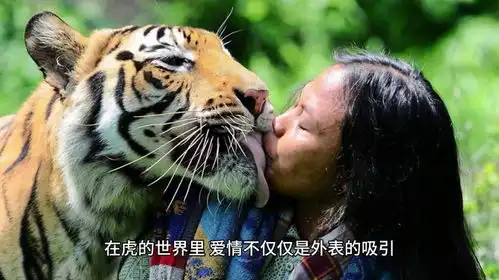  饲养员安排老虎相亲,美女老虎不满意相亲失败,满脸幽怨太搞笑
