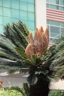 铁树开花图片搞笑高英