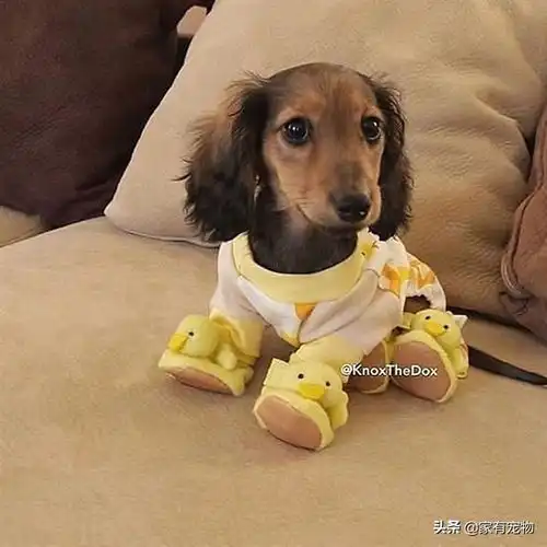  狗狗们穿上睡衣后也是很帅很萌的