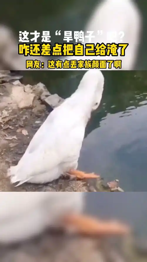  这才是旱鸭子吧咋还差点把自己给淹了网友这有点丢家族颜面了啊神奇动物在这里搞笑