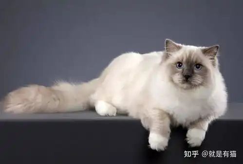  重点色布偶猫图片大全,重点是布偶猫高清壁纸