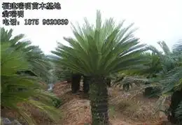  福建各种苗木种植和出售信息,各种苗木经纪人,各种苗木苗圃基地等信息