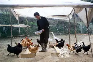 乡村振兴的另一种打开方式陕西父子在重庆打造现代田园生活
