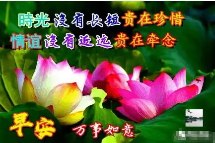  清晨,问候