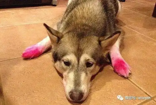  过度舔脚,不是脚的问题