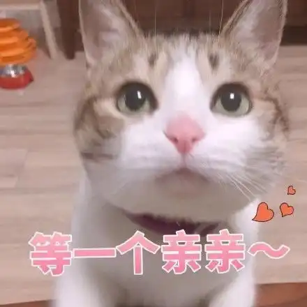 哈哈喵开黑的表情包猫咪